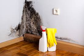 Best Water Damage & Mold Remediation in Wickliffe, OH